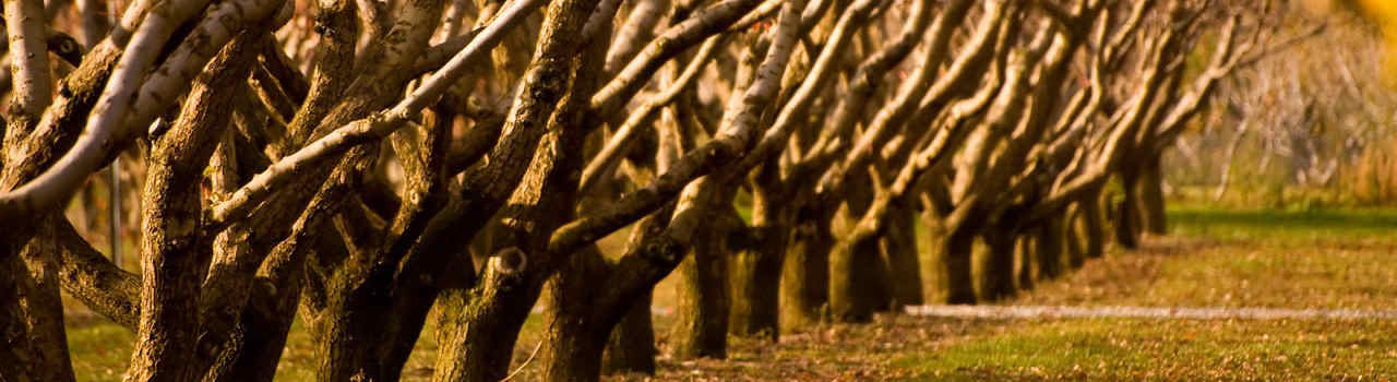 #nivocaption32 Vinaora Nivo Slider